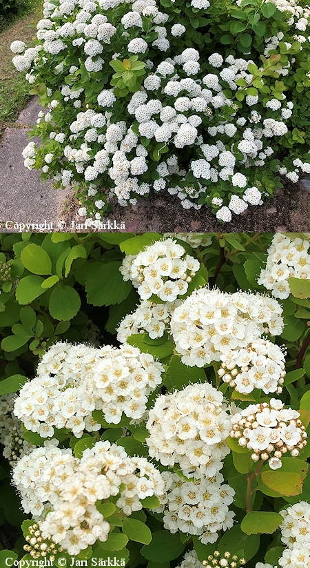 Spiraea'Summersnow'